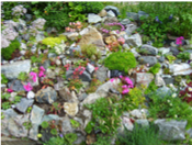 BERGFRUE, Norges nasjonalblomst og LEWISIA, som er en Amerikansk fjellplante. Begge liker seg i trre fjellsprekker, og det er helt utrolig hvilke nydelige blomster som kommer ut av de sm grnne rosettene. Mellom plantene ligger store krystallstuffer og fossi